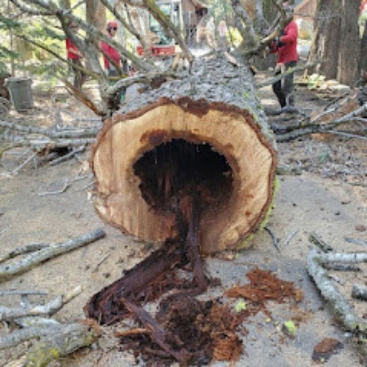 Jeremiah's Tree Service business image in Reno, nevada